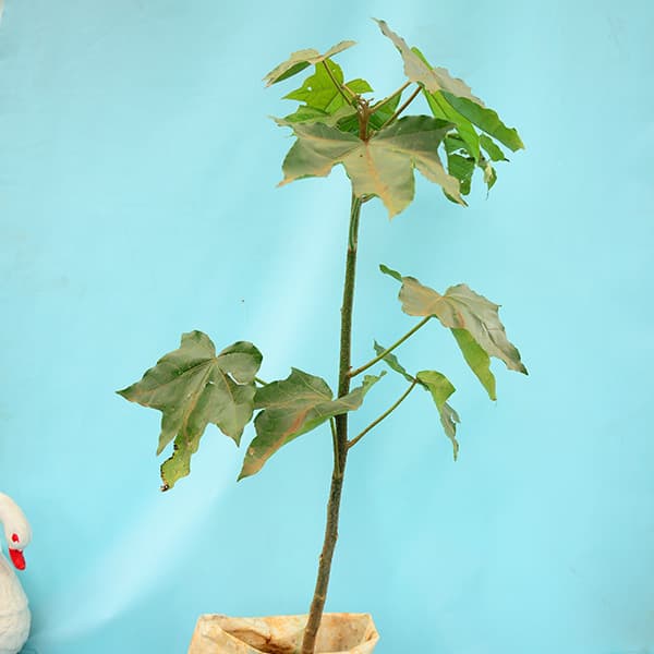 Cuddle nut plant