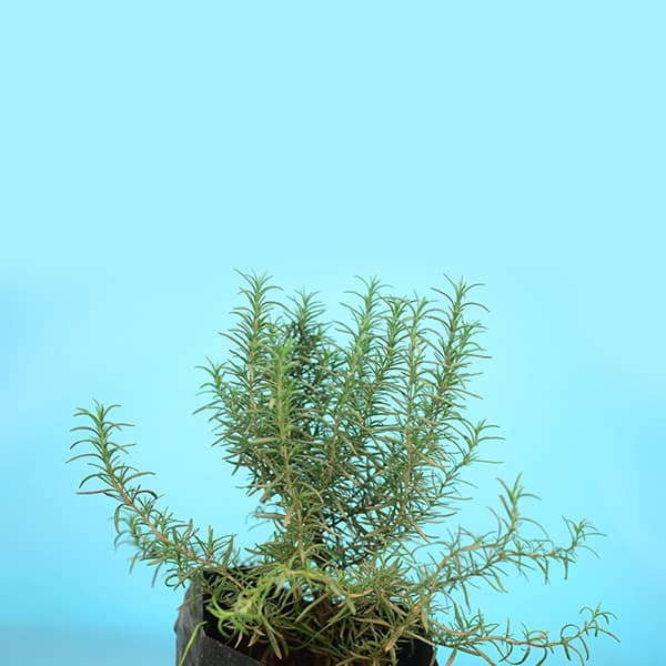 Rosemary 2