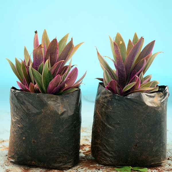Spathacea